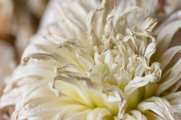 Wilt flower bouquet close up
