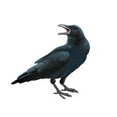 oiseau, corbeau, animal, isolé, nature, faune, noir, bec, ouvert, empennage, blanc, sauvage, gris, fond blanc, volant,  ailes, freux, gazon