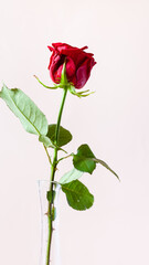 vertical panoramic still-life - natural red rose flower in glass vase with pale pink pastel background (focus on the bloom)