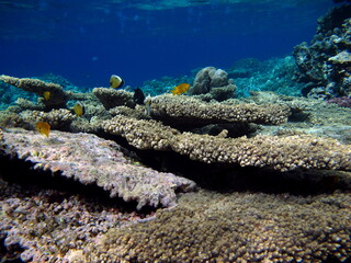 Beautiful coral reefs of the Red Sea.