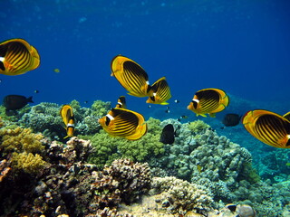 Butterfly fish on the Red Sea reef.

