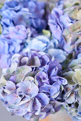 Beautiful blue hydrangea flowers in a vase on a table . Bouquet of light pink flower. Decoration of home. Wallpaper and background. © malkovkosta