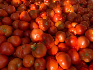 tomatoes