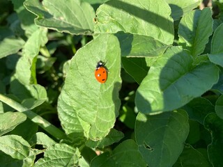 ladybug on green leaf