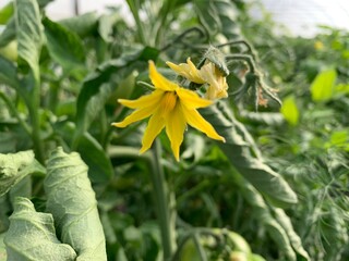 Tomato flower in the garden