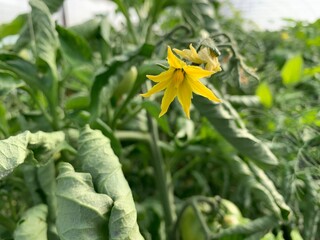 Tomato flower in the garden