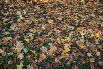 autumn leaves background