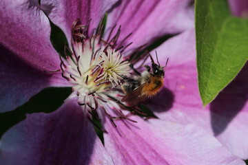 Ackerhummel - Bombus pascuorum an einer Clematis Blüte