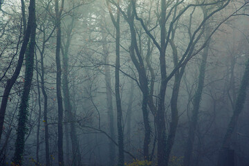 scary misty forest in the morning 