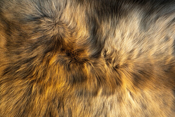 Brown and white fur The hairs are smooth and have a beautiful pattern. The reindeer's hair is...