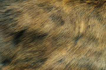 Brown and white fur The hairs are smooth and have a beautiful pattern. The reindeer's hair is...