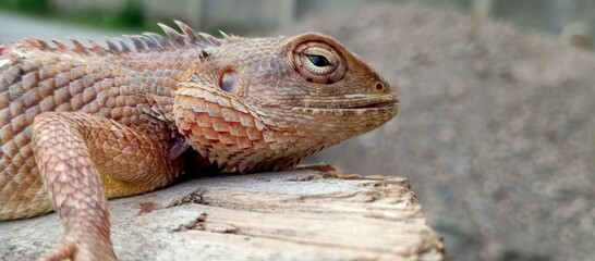 Oriental garden lizard