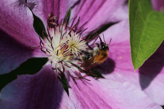 Ackerhummel - Bombus pascuorum an einer Clematis Bl&uuml;te