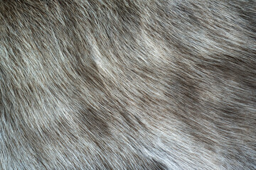 The hair of the reindeer, white fur mixed with gray and has a beautiful swaying pattern. Looks soft, pleasant to the touch. The color is not bright. Dark tone style