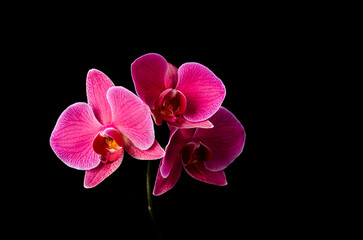 Fototapeta na wymiar red flower Orchid on a black background