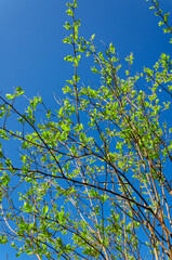 opening leaves on a spring tree against the sky