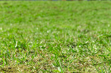 green grass on a Sunny spring day