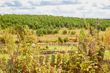 Obraz premium View from the height of the landscape with forest and trees in it in summer or autumn day.