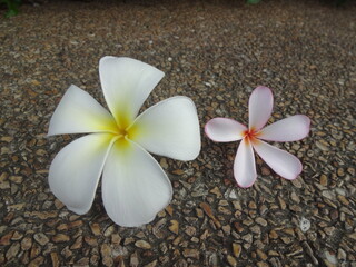 Plumeria flower | Graveyard Tree | Temple Tree | Frangipani | Thai flower of peaceful 