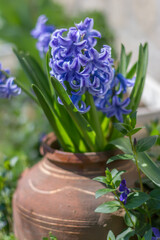 Beautiful fresh spring flowers. delicate cherry blossom, purple hyacinths.
