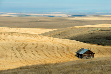 Abandoned shack in a wheat field © davidrh