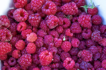 Ripe raspberries. Lots of juicy berries. Fresh crop. Postcard, banner.