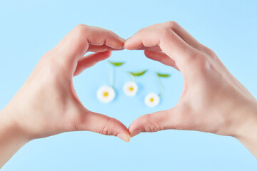 chamomile flowers and hand in the shap of heart on a blue background. Springtime and music lovers concept.
