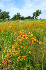 ハルシャギク咲く初夏の江戸川河川敷風景