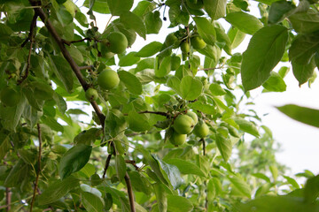 Green apples on a tree. Many fruits on green branches. Late spring.