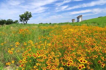 ハルシャギク咲く初夏の江戸川河川敷風景