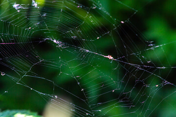 web between branches on a green background