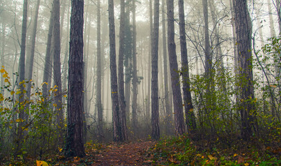 misty morning in the forest 