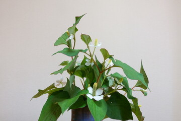 花瓶に挿したドクダミの花