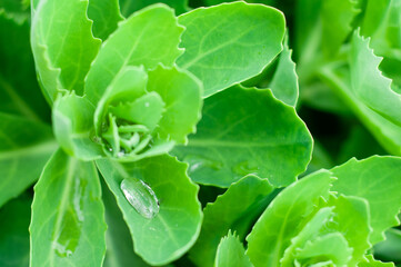 A drop of clear transparent water in a large green leaf
