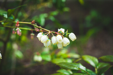 Blooming blueberry plant. White flowers down