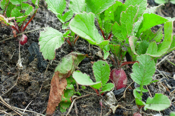 Red radish grows on a home bed in the ground