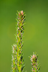 young green spruce branch on a natural green background