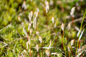 natural background with wild grass