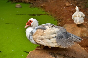 Wild Duck in Korat zoo, Thailand.