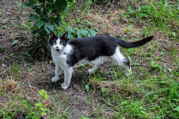 A black and white wounded and scratched stray cat stands on the green grass in a park and looks at the camera. Abandoned dirty pet. Street cat with green eyes.