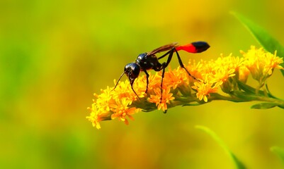 black fly on yellow flower high focus image