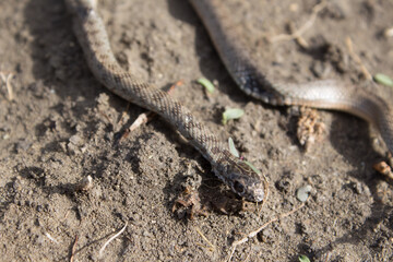  Young gray-brown snake, top view and side view, close-up. Black eyes of a snake. Snake venom prey