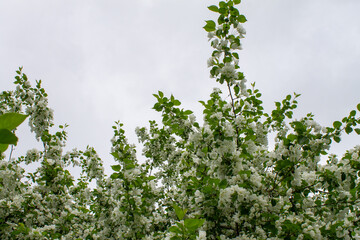 Fototapeta premium wild Apple blossom with white flowers