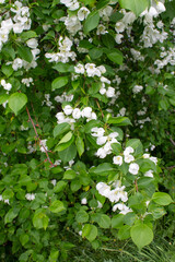 wild Apple blossom with white flowers