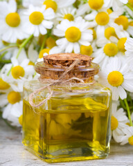 Essential oil in glass bottle with fresh chamomile flowers, beauty treatment.