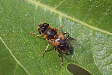  Kleine Keilfleckschwebfliege - Eristalis arbustorum
