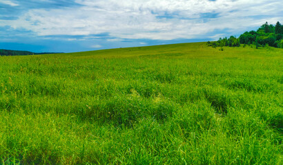 Obraz premium field with green grass against a cloudy sky