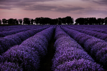 Fototapeta na wymiar Stunning landscape with lavender field at sunset.