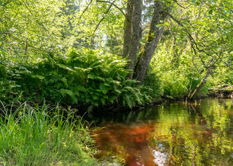 landscape with forest river reflection view, green forest river view