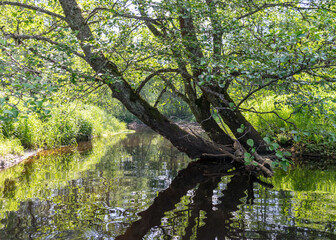 landscape with forest river reflection view, green forest river view